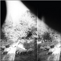 Asunder, Sweet And Other Distress ~ LP x1 180g
